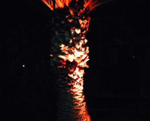 Iluminacion Estructural Jardín. Palmera en rojo